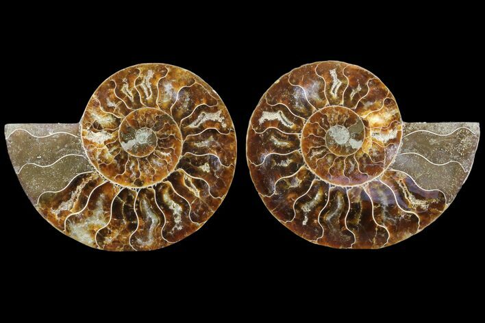 Cut & Polished Ammonite Fossil - Agatized #78365